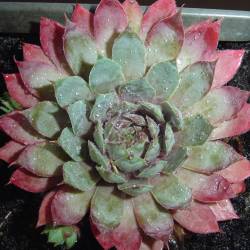 Sempervivum - Dachwurz - Hauswurz